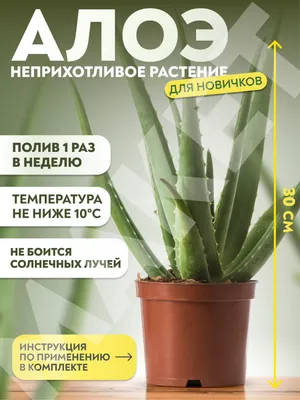 Блондинка и Брюнетка - Aloe Vera Барабаденсис Миллер – это растение,  знаменитое своими многочисленными компонентами. Алоэ – биологически  активное растение, из более чем 250 сортов Aloe, только лишь Алоэ  Барбаденсис Миллер, препятствует