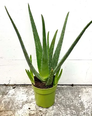 Алое вера (медицинско) / Aloe Vera Barbadensis (реални снимки)