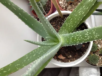 Коллекции растений ЦСБС СО РАН - Aloe vera (L.) Burm. f. – Алоэ настоящее