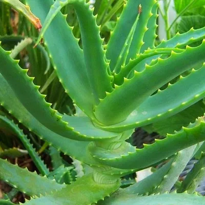 Купить Алоэ древовидное Aloe dichotoma