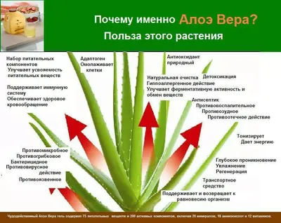 Алоэ, столетник - Aloe. Уход за алое.