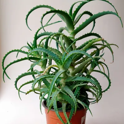 Алоэ эринацеа, Aloe erinacea.