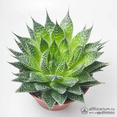 Алоэ Аристата - Aloe Aristata - Всё для флорариума