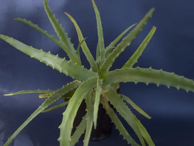 File:Aloe arborescens, Алоэ древовидное.jpg - Wikimedia Commons