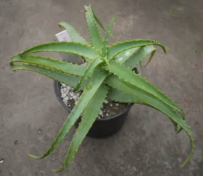 Коллекции растений ЦСБС СО РАН - Aloe arborescens Mill. – Алоэ древовидное