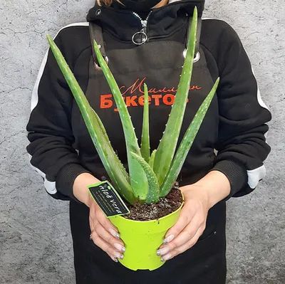 Алоэ Вера – купить растение в горшке с доставкой в Москве. Цена ниже!