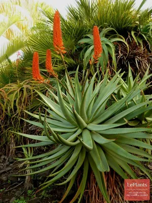 Алоэ древовидное (Aloe arborescencs) — описание, выращивание, фото | на  LePlants.ru