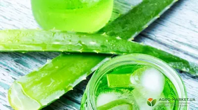 Свойства Алоэ: полезные и лечебные свойства алоэ вера - польза и вред |  Agro-Market