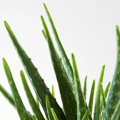 Aloe vera plants turned into energy-storing supercapacitors | New Scientist