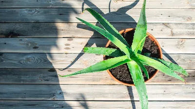 ALOE VERA Potted plant - IKEA