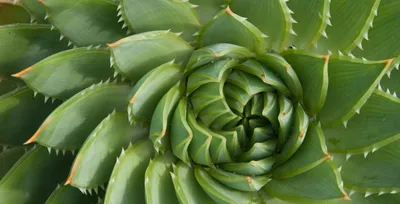 7 Amazing Uses for Aloe Vera
