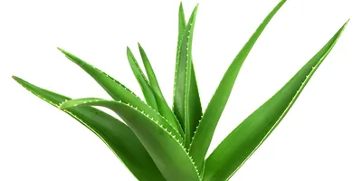 Aloe vera - The Diggers Club