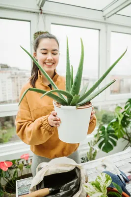 National Institute of Environmental Health Sciences: Aloe Vera