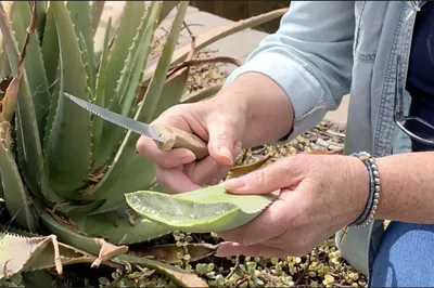 Goya Aloe Vera Drink – Shop Goya