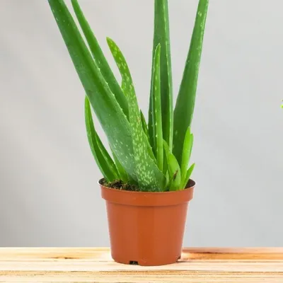 How to Grow Aloe Vera - Aloe Plant Care Indoors and Outside