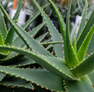 How To Propagate Aloe: A Complete Guide (Steps + FAQs) – Rosy Soil