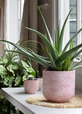 Why You Should Grow Aloe Vera - Debra Lee Baldwin