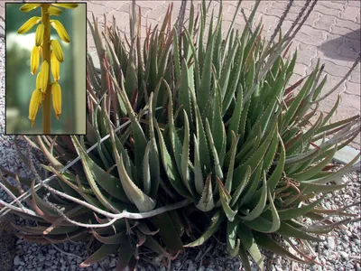 Buy Aloe Vera Plants Online | Healing Plant | Garden Goods Direct