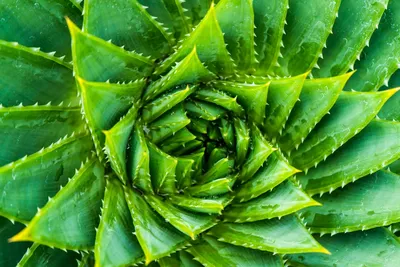 How to Grow and Care for Lace Aloe (Aristaloe aristata)