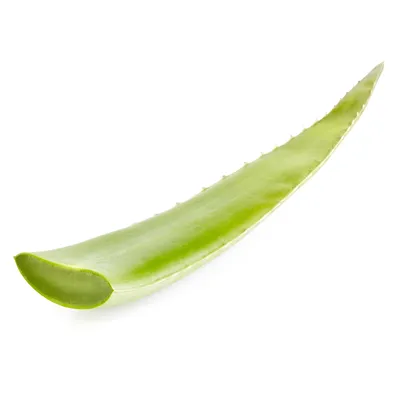 Aloe vera - Wikipedia