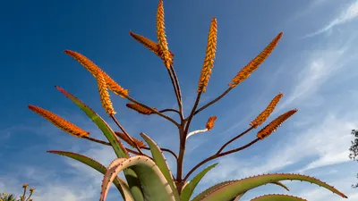 Fresh Aloe Leaf, Each - Walmart.com