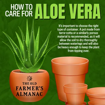 Aloe Vera Benefits for Skin and Hair Go Way Beyond Soothing a Sunburn |  Allure