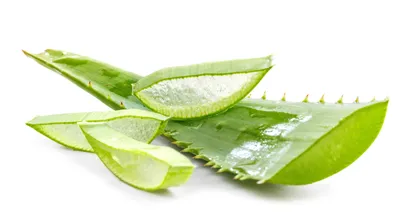 Aloe Vera Plant Care: How to Take Care of Aloe Vera | The Old Farmer's  Almanac