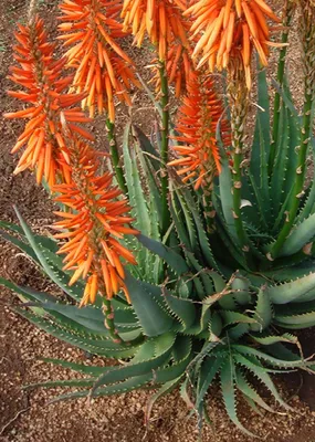 How to Care for Your Aloe Vera Plant - Omysa