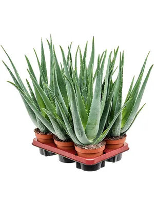 Aloe Brevifolia | Not Aloe Vera | Architectural Plants
