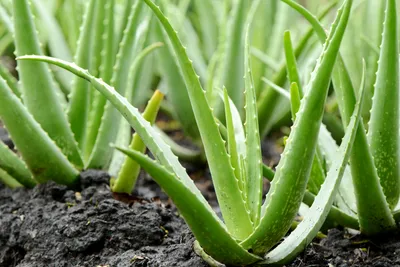 Aloe Vera: 10 Amazing Benefits That Will Boost Your Health