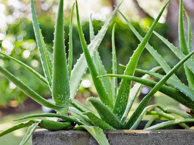 Growing Aloe Vera Plants | LoveToKnow