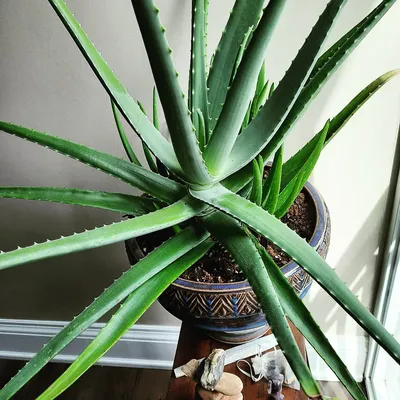 Aloe Vera Plant in 8 Inch Pot - Etsy