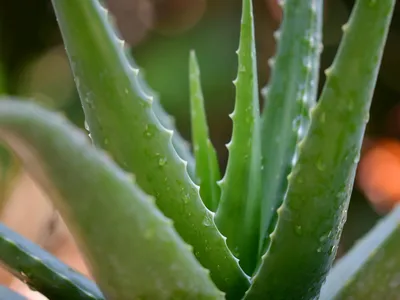 Can Drinking Aloe Juice Help You Lose Weight?