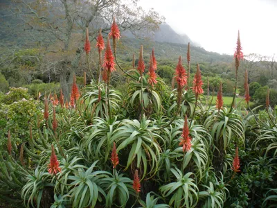 How to grow, harvest, preserve, and use aloe vera | Popular Science