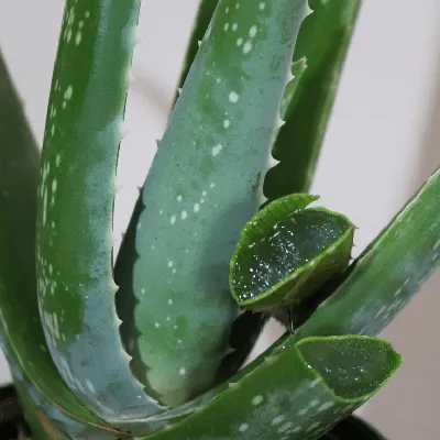 Candelabra Aloe Plant Care: Water, Light, Nutrients | Greg App 🌱