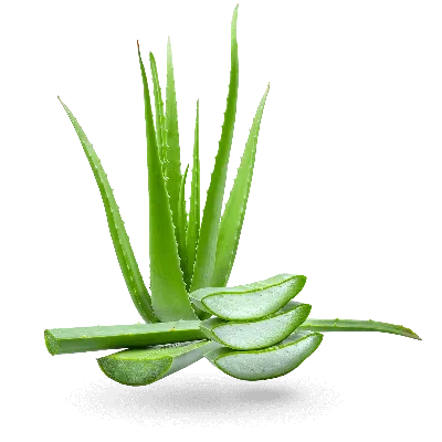 An aloe-killer's guide to thriving aloe vera plants - gardenstead