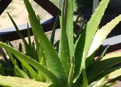 Aloe Vera. – SicarFarms