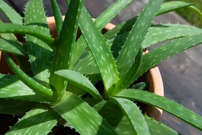 How to Grow and Care for Aloe Vera