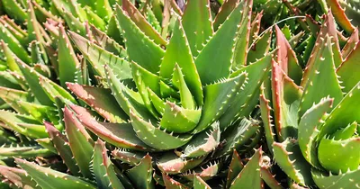 Why choose aloe vera? - The Portugal News