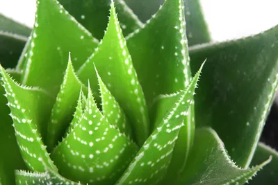 Plants of Lace Aloe - ALOE ARISTATA - The Original Garden