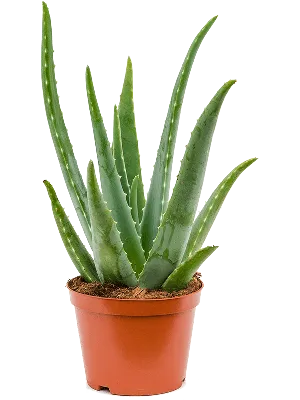 Aloe Vera | Living Color Garden Center