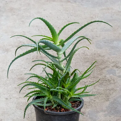 13 of the Best Aloe Varieties for Landscaping and Containers