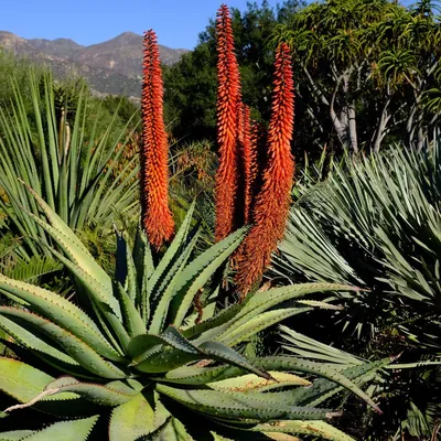 Growing and Caring for Aloe Vera | BBC Gardeners World Magazine