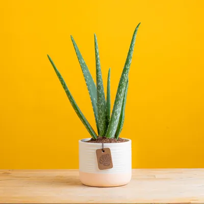Aloe Vera – Plant Store