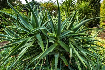 How to Grow the Medicinal Aloe Arborescens – Deep Green Permaculture