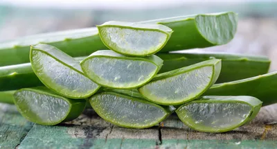 How to Cut an Aloe Plant | Aloe Vera Uses and Benefits | HGTV