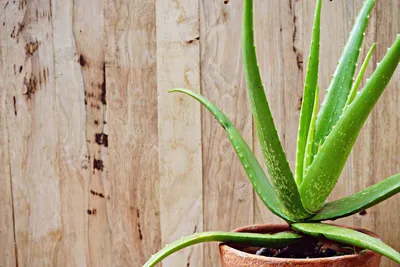 Aloes: Aloe ferox