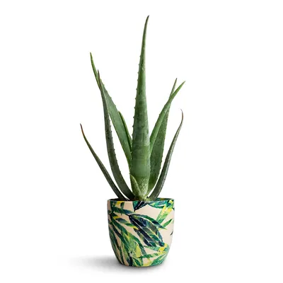 Aloe Vera | small – Costa Farms