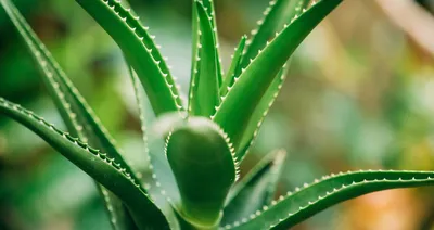 How to Grow Aloe Vera - Aloe Plant Care Indoors and Outside