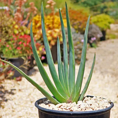 Spiral Aloe, Aloe polyphylla, Monrovia Plant